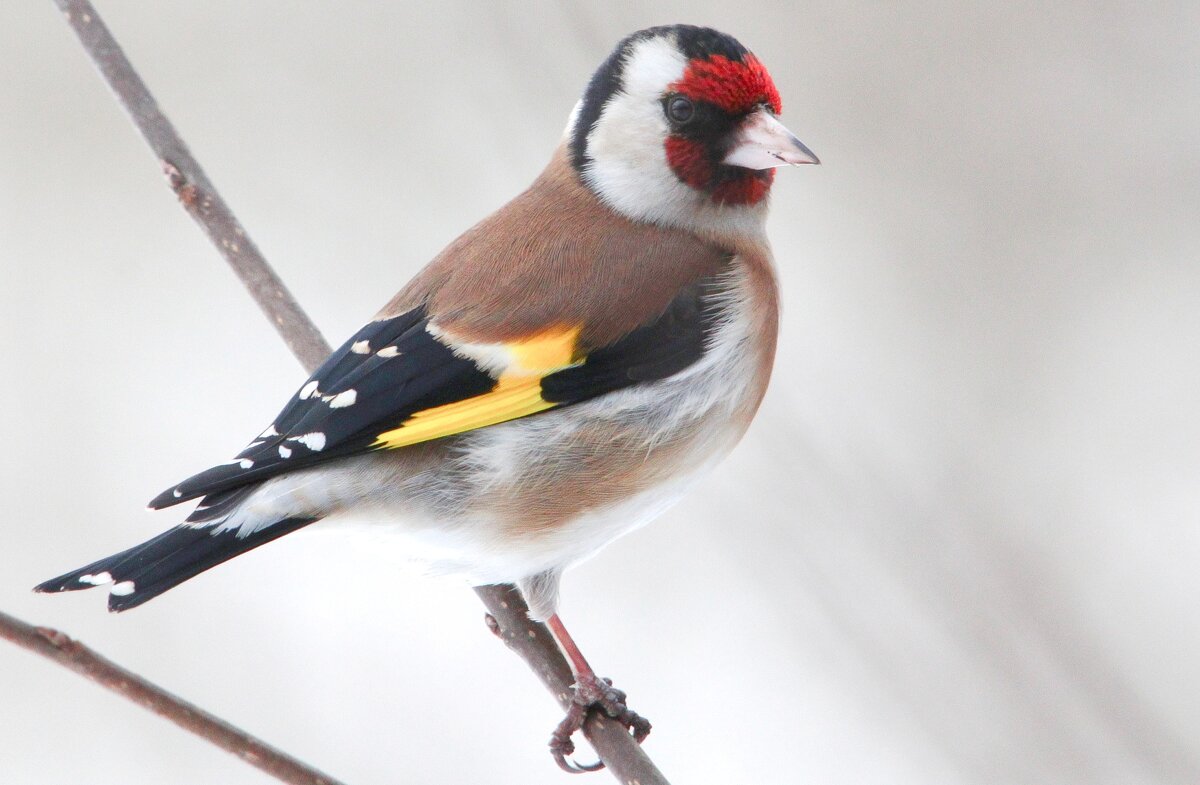 Обыкновенный щегол(Carduelis carduelis) - Иван 