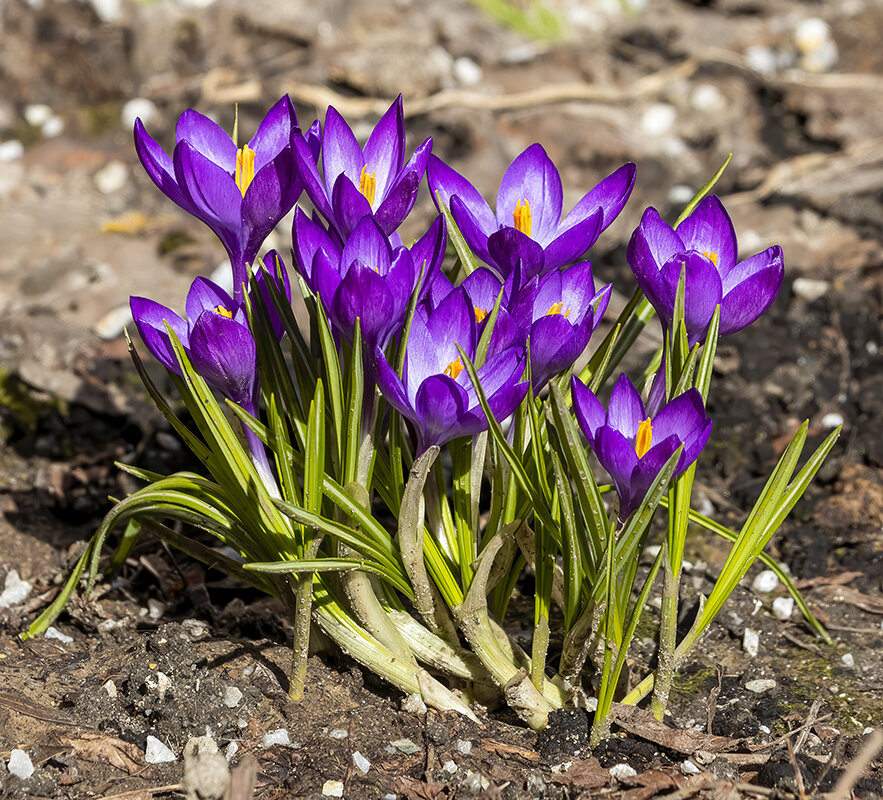 С праздником, дорогие женщины. - Владимир Савельев С праздником, дорогие женщины. - Владимир Савельев