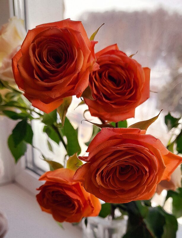 Золотится роза чайная . - Мила Бовкун