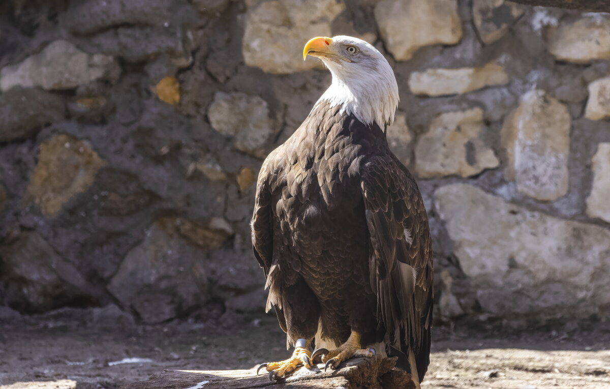 московский зоопарк. - юрий макаров московский зоопарк. - юрий макаров