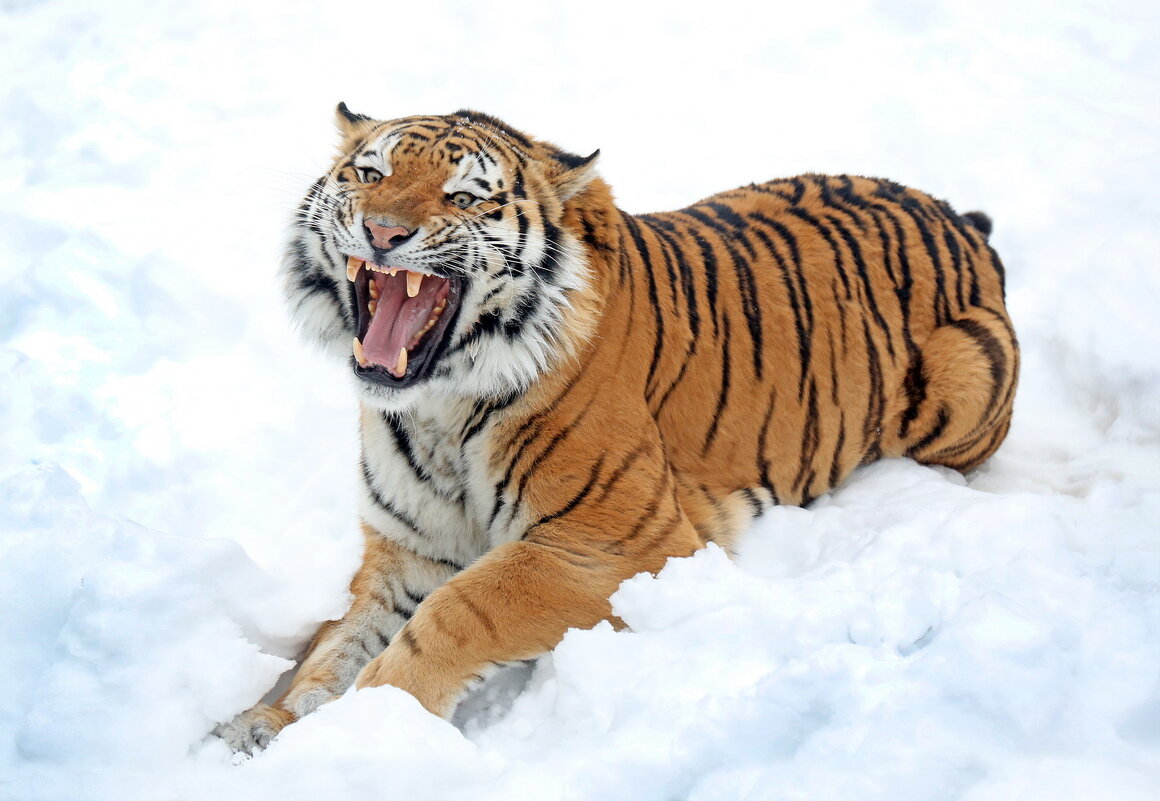 Степан - Михаил Бибичков