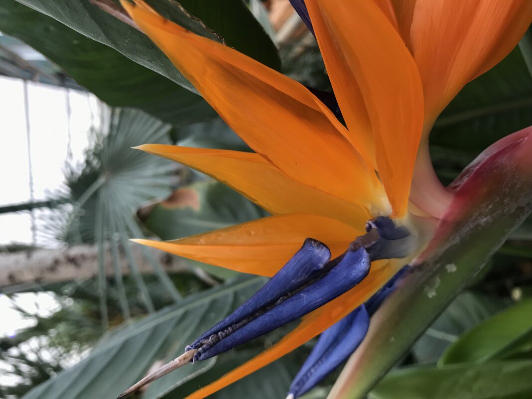 Райская птичка - Pippa 