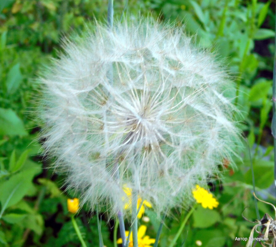 Только дунь. - Валерьян Запорожченко Только дунь. - Валерьян Запорожченко