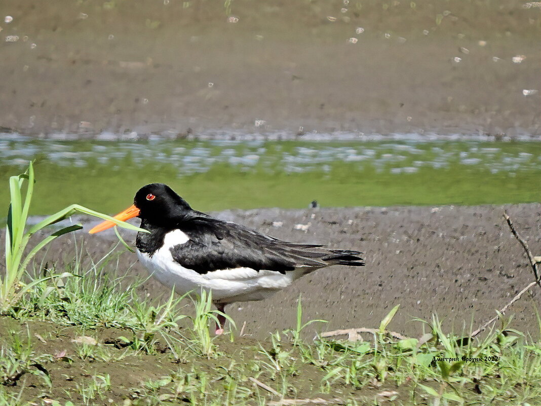 Редкий гость - Дмитрий Ерохин Редкий гость - Дмитрий Ерохин