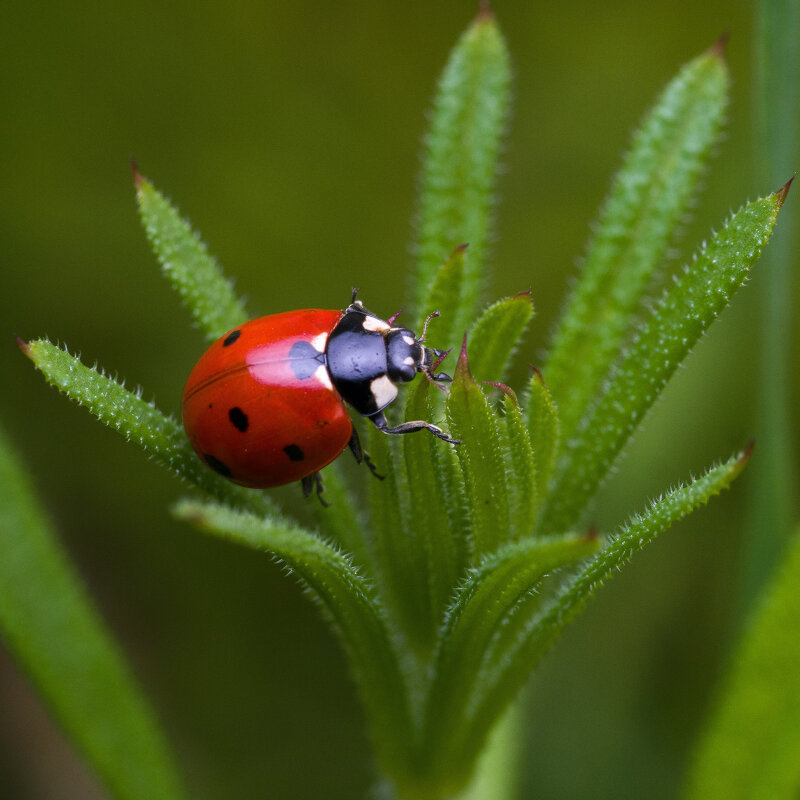 *** - Николай С
