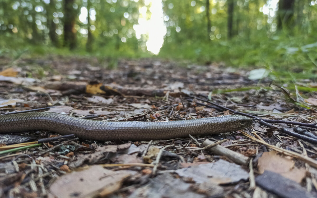 Ломкая веретеница. - Alexandr Gunin Ломкая веретеница. - Alexandr Gunin