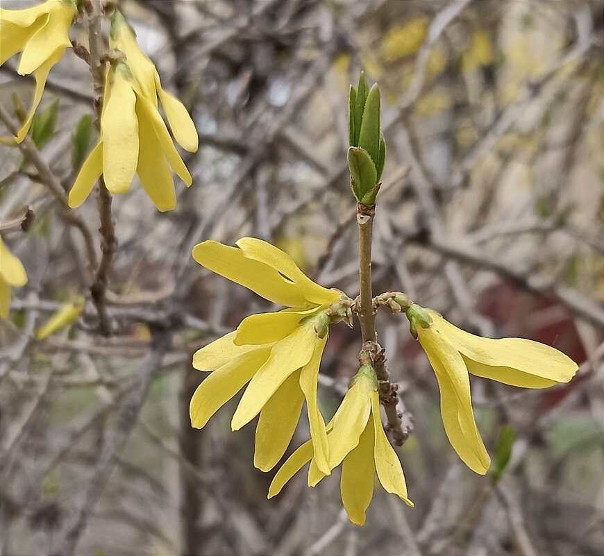 Форзиция - Татьяна Тюменка Форзиция - Татьяна Тюменка