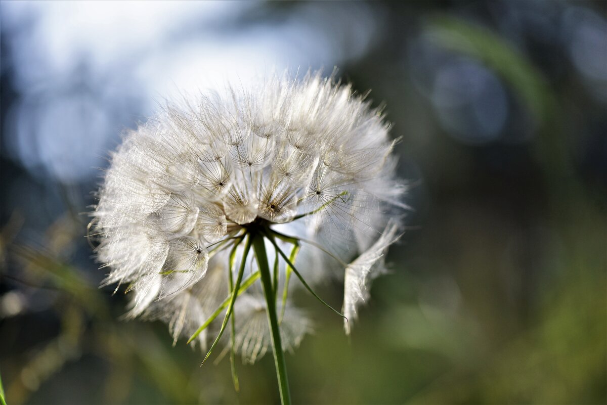 * - Tatiana Kolnogorov * - Tatiana Kolnogorov