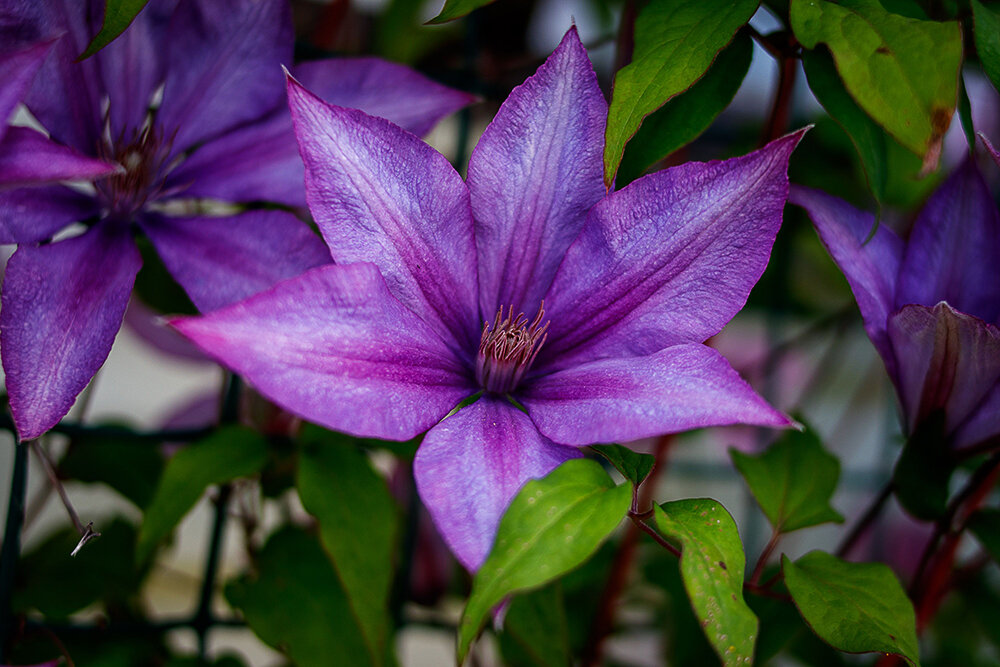 Цветик - Алексей Л