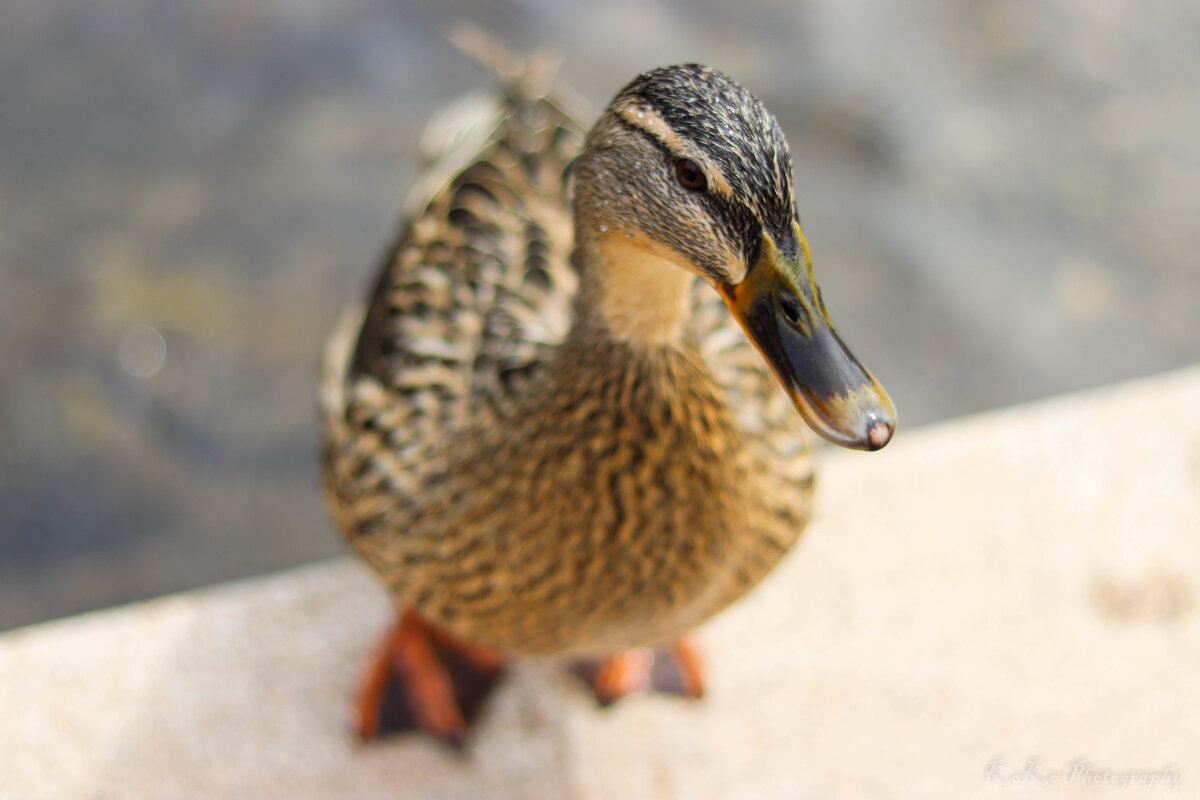 * - Nikola Ivanovski