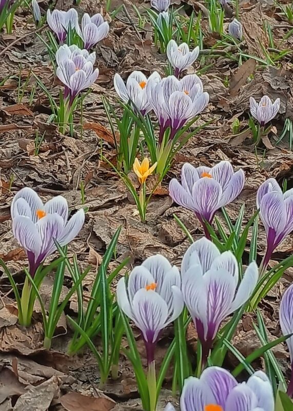 ЧУЖОЙ СРЕДИ СВОИХ - Валентина (Panitina) Фролова ЧУЖОЙ СРЕДИ СВОИХ - Валентина (Panitina) Фролова
