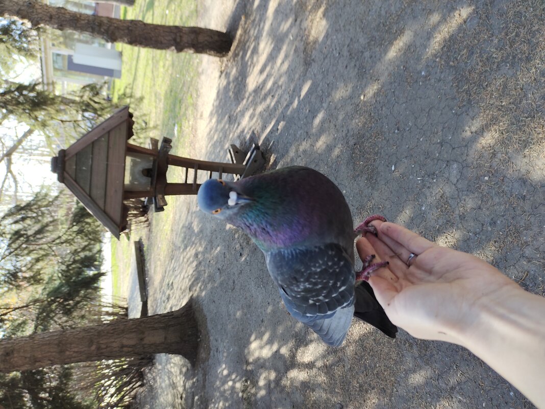 Ручной голубь - Юлия 