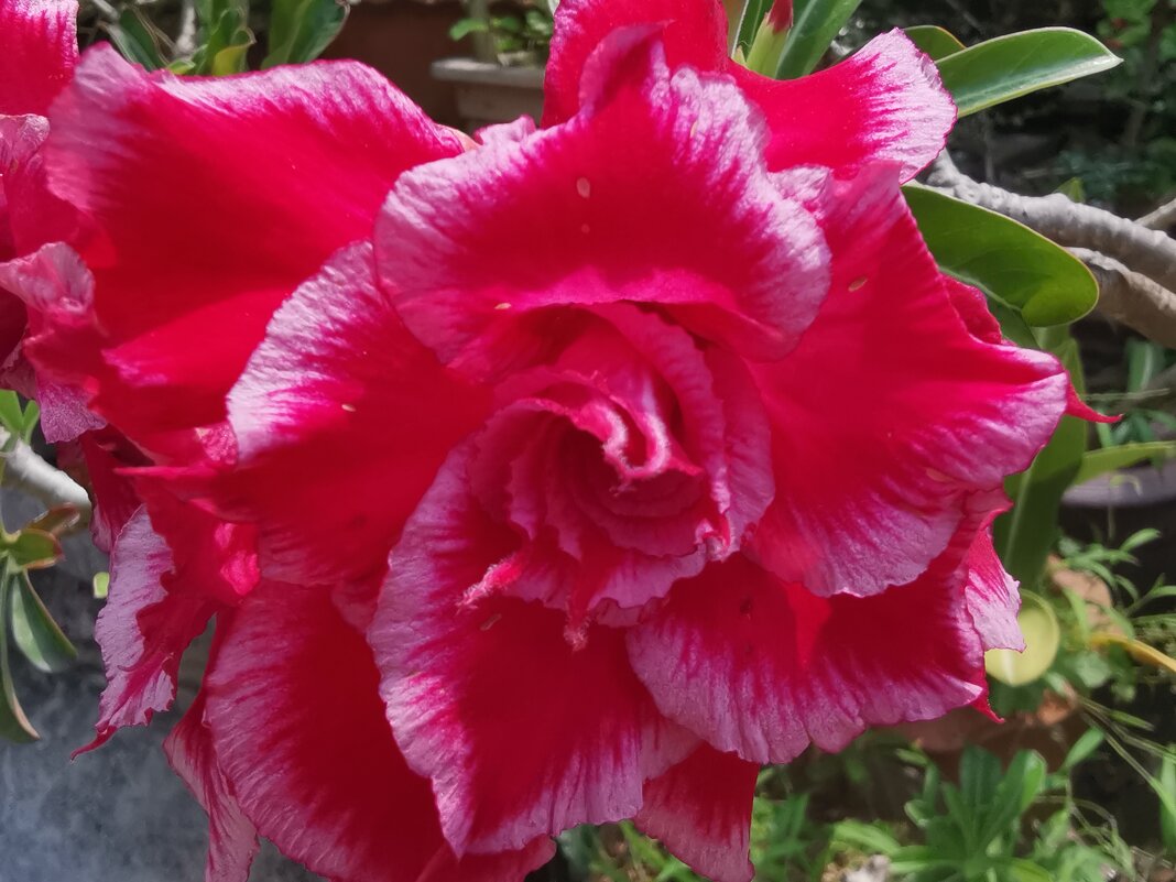 Цвет - ирина Цвет - ирина