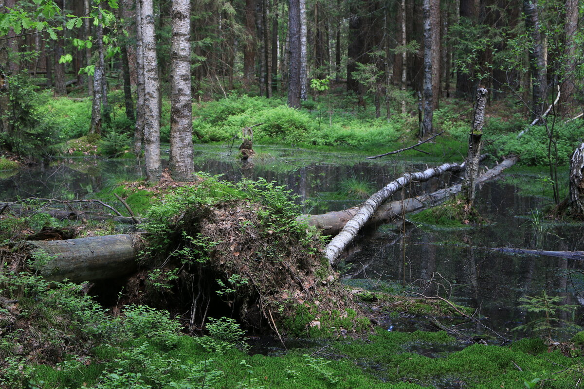 В лесу - Татьяна Панчешная