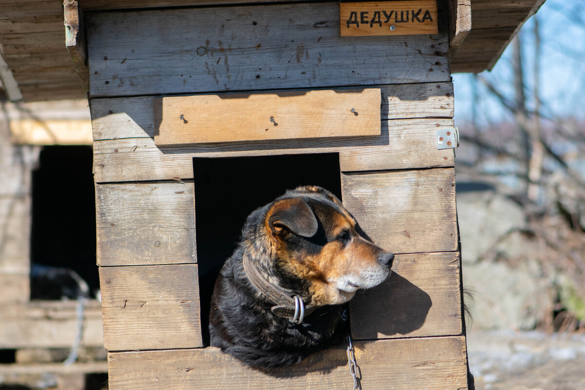 приют `Друг` - Николай Северный