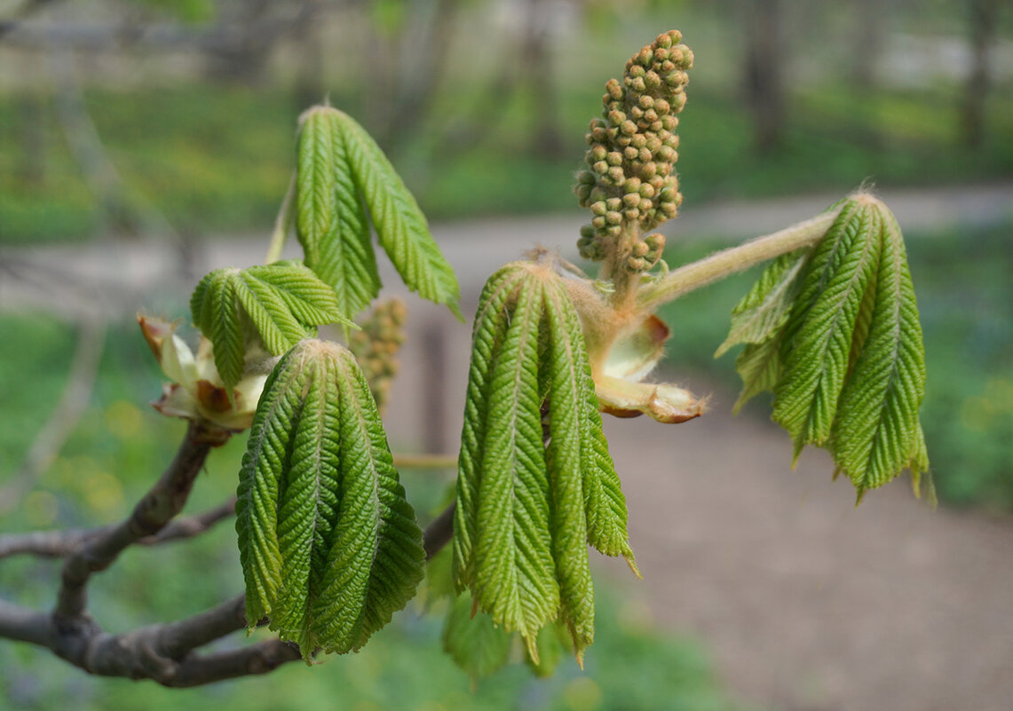 Пробуждение каштана - Ольга Пробуждение каштана - Ольга