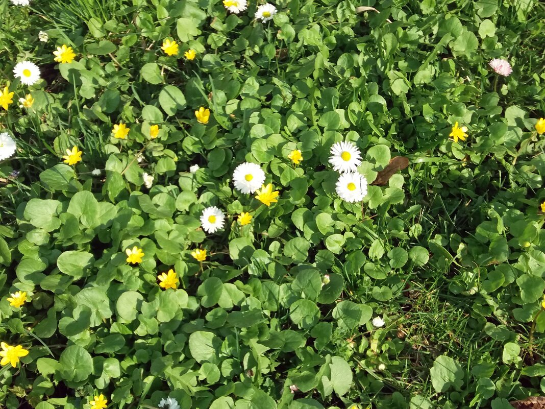 Разноцветная полянка - Galina Solovova Разноцветная полянка - Galina Solovova