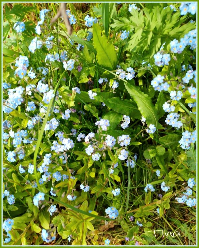 Незабудок глазки голубые - Валентина (Panitina) Фролова Незабудок глазки голубые - Валентина (Panitina) Фролова