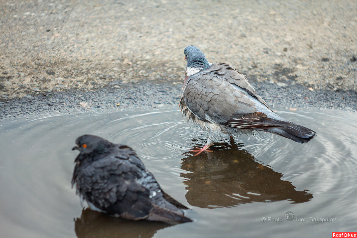 Вяхирь и лужа - Игорь Сарапулов Вяхирь и лужа - Игорь Сарапулов