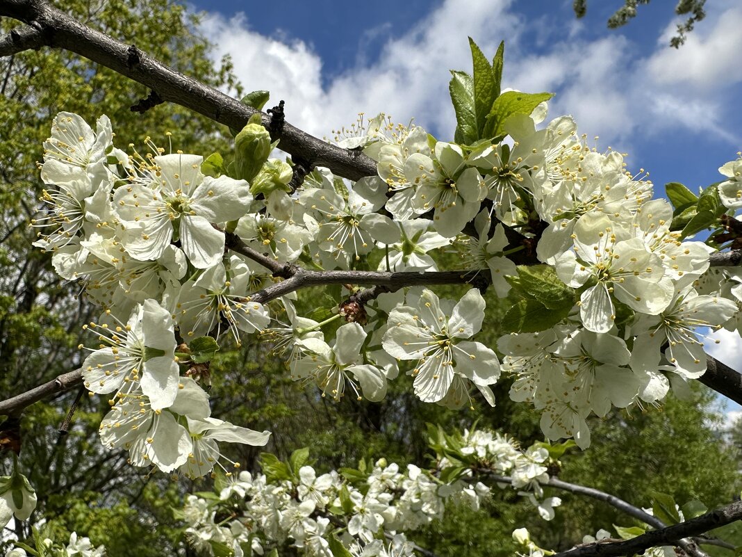 Цветение - <<< Наташа >>> Цветение - <<< Наташа >>>