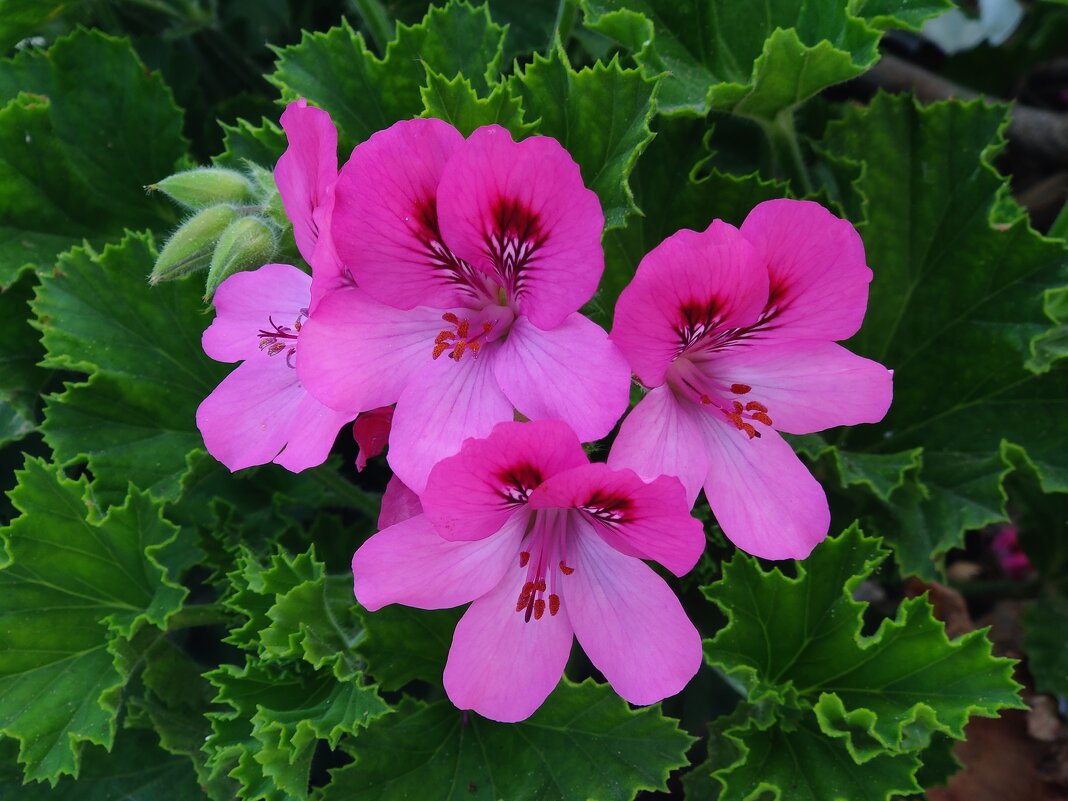 Герань ( пеларгония) на улице. - Светлана Хращевская Герань ( пеларгония) на улице. - Светлана Хращевская