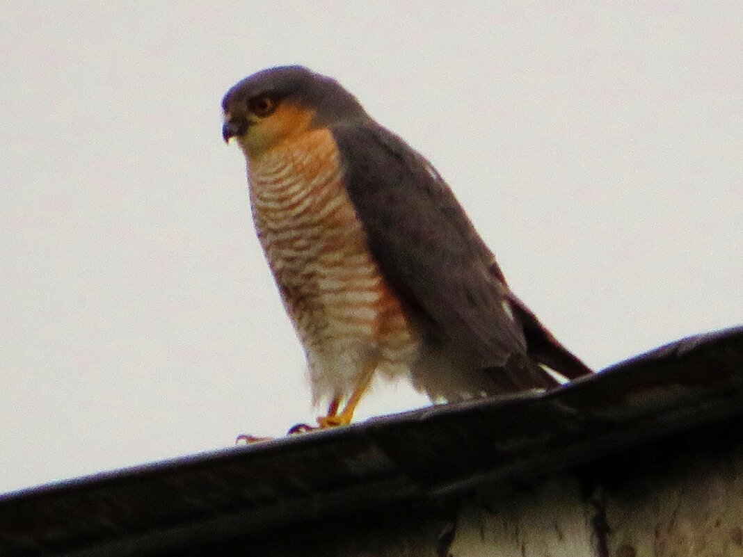 Высматривает добычу - Андрей Снегерёв Высматривает добычу - Андрей Снегерёв