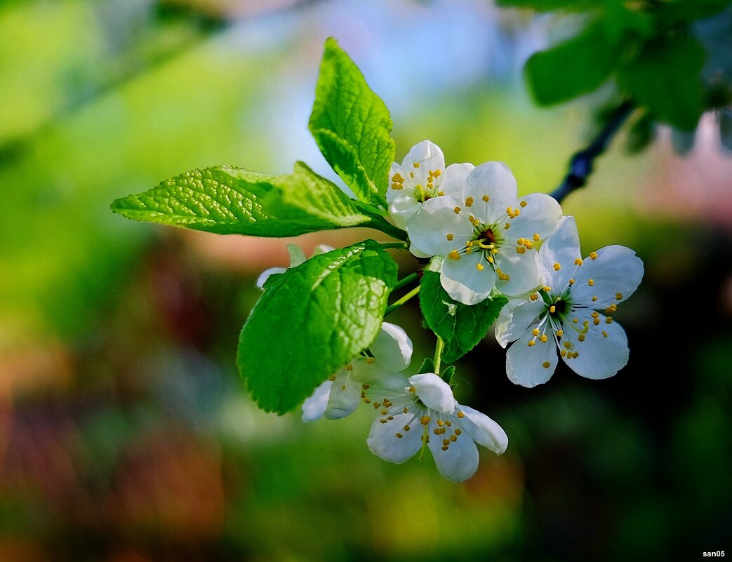 Слива - san05 - Александр Савицкий Слива - san05 - Александр Савицкий