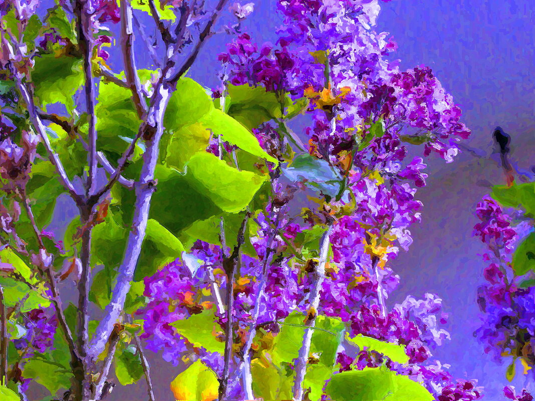 Сирень - 2 - Елена Куприянова 