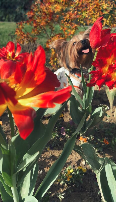 Пёс - Nata Potapova