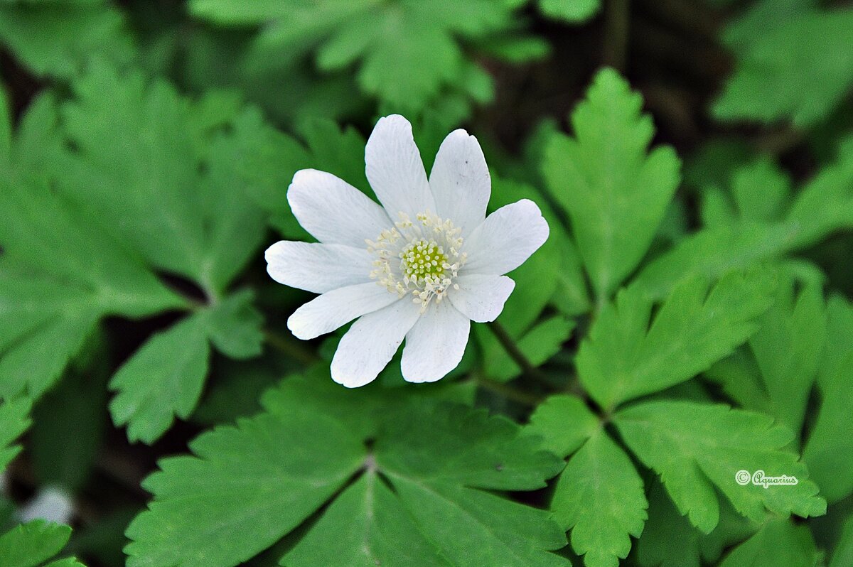 Весна... - Aquarius - Сергей Весна... - Aquarius - Сергей