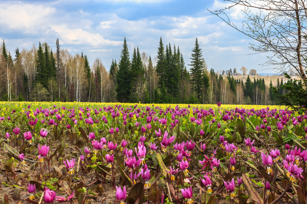Таёжные первоцветы на Салаире - Сергей Борисович 