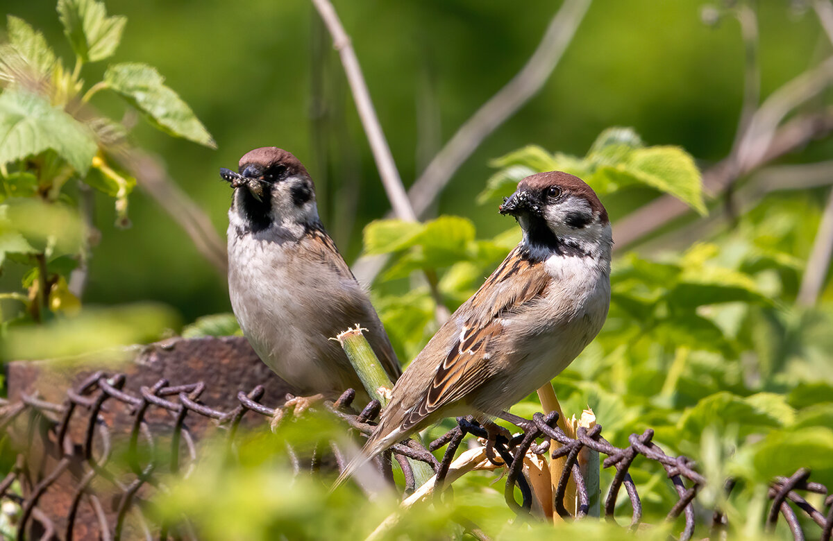 Добытчики. - Владимир Савельев Добытчики. - Владимир Савельев