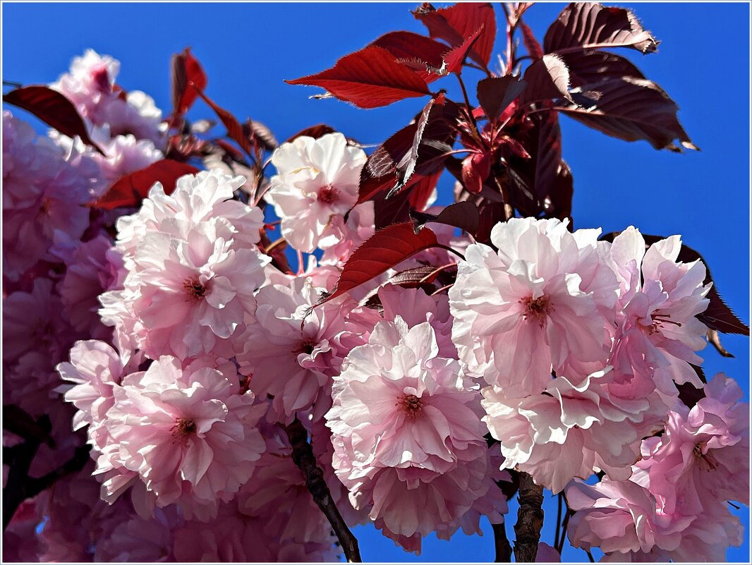 Сакура. - Валерия Комова