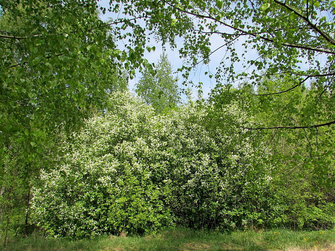 Цветущий май - Лидия 