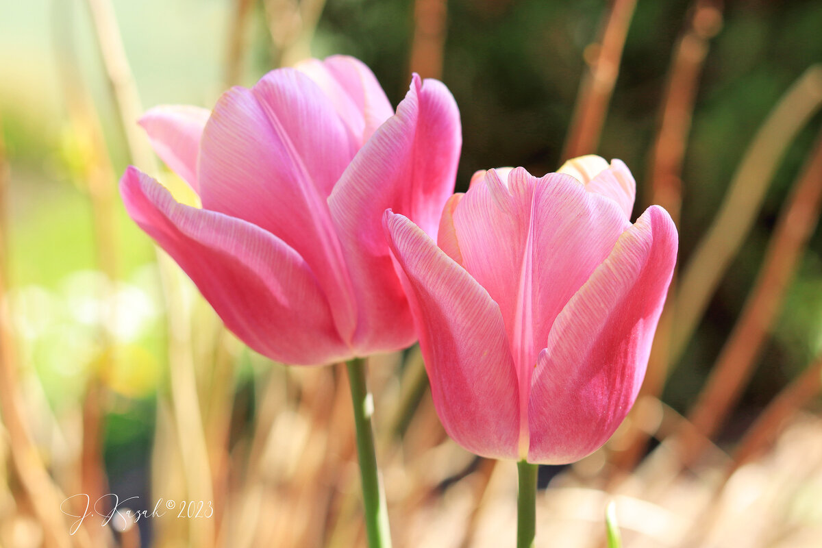 *** - Елена Kазак (selena1965) *** - Елена Kазак (selena1965)