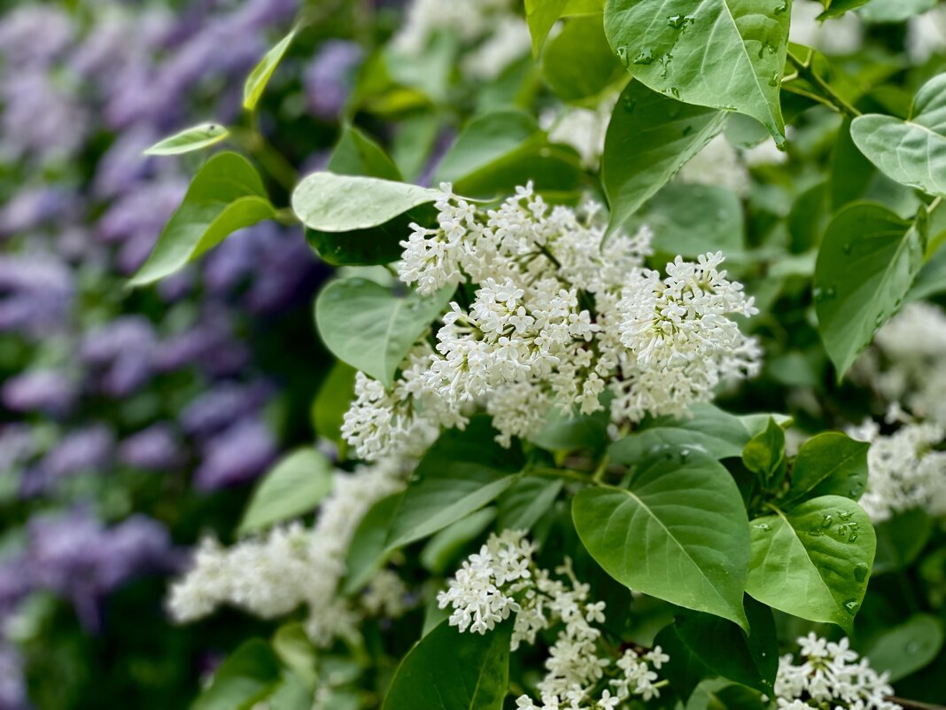 «Май. Сиреневый рай…» - Арина Невская «Май. Сиреневый рай…» - Арина Невская