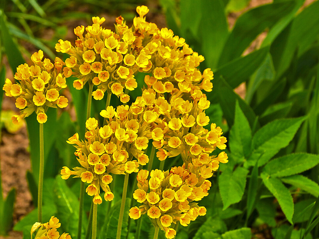 Какие-то цветочки - Светлана Какие-то цветочки - Светлана