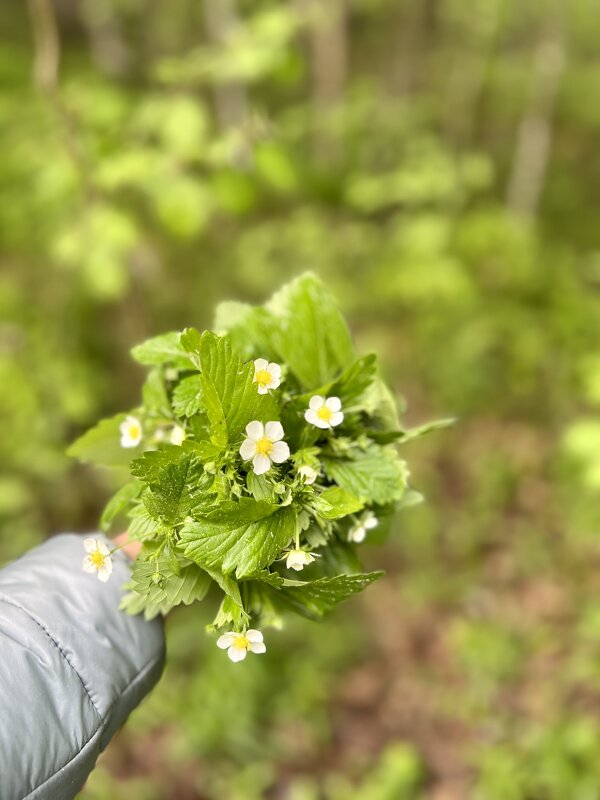 Карелия - Наталья Дейнес