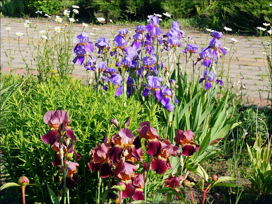 первый день лета 2023 ! - Сеня Белгородский первый день лета 2023 ! - Сеня Белгородский