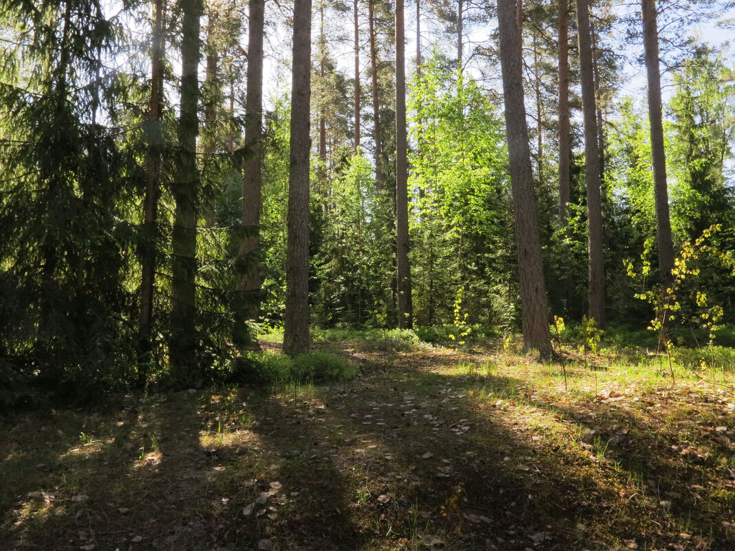 Лесное - Наталья Лесное - Наталья