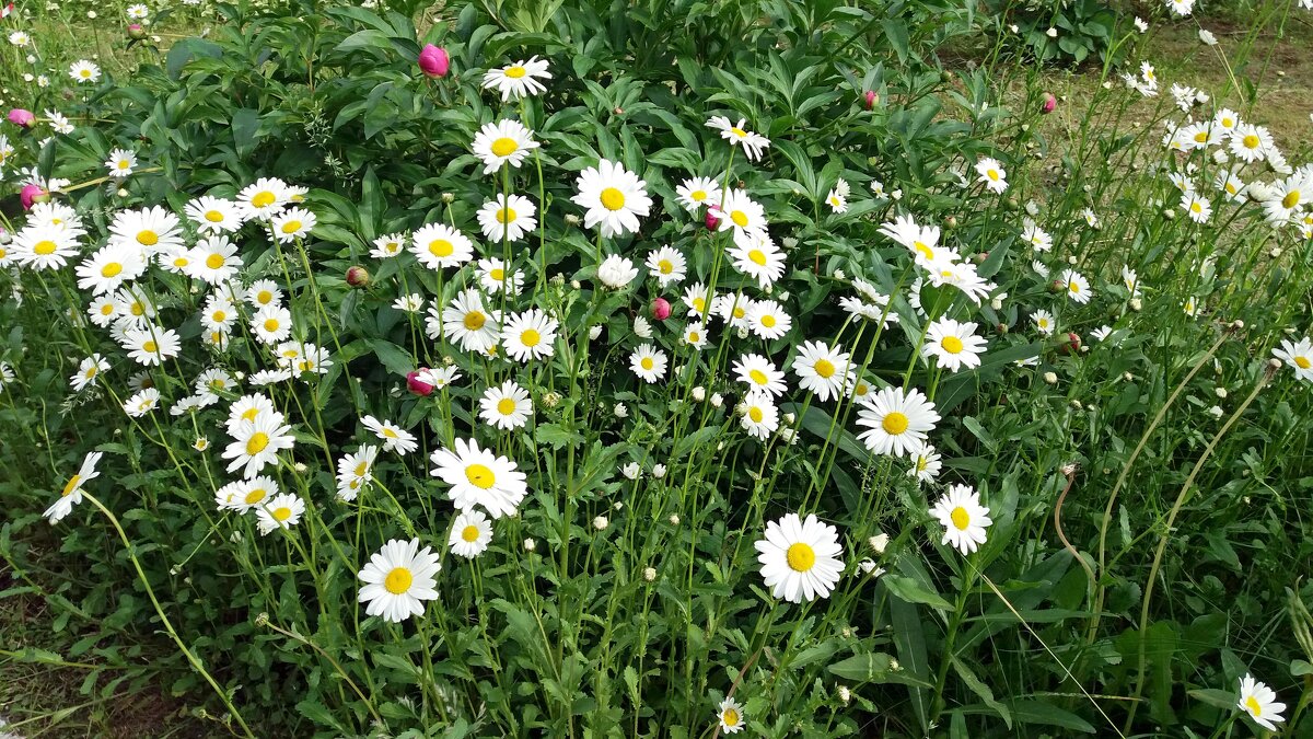 Лето - Galina Solovova Лето - Galina Solovova