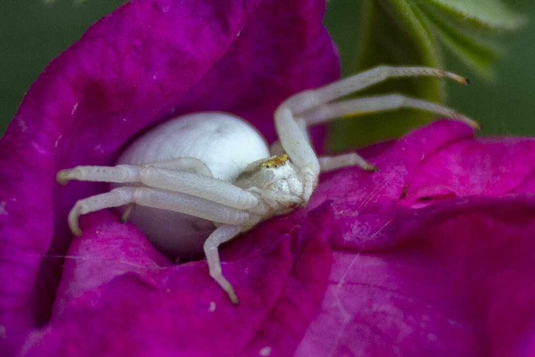 *** - Хэлен ***