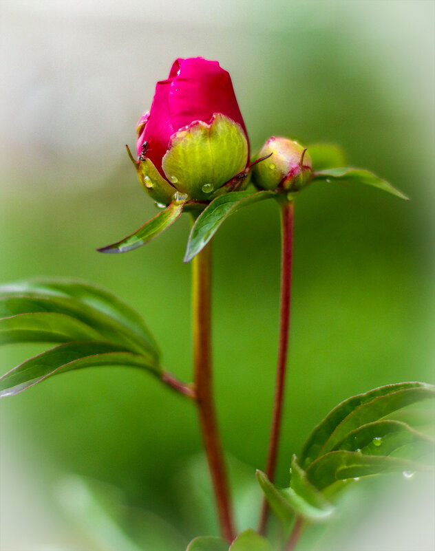 Пион - Анатолий Шумилин