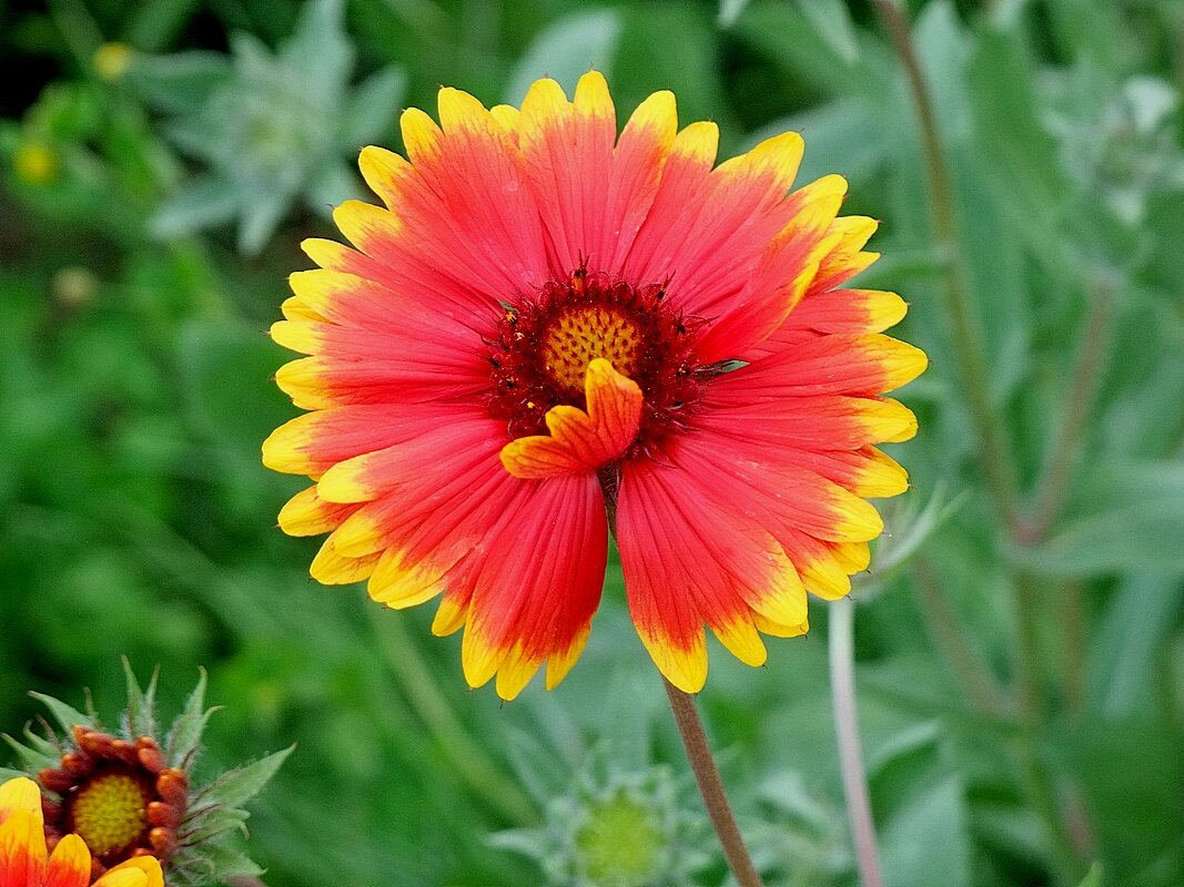 Гайлардия сорта «Аризона сан» - Фёдор Меркурьев Гайлардия сорта «Аризона сан» - Фёдор Меркурьев