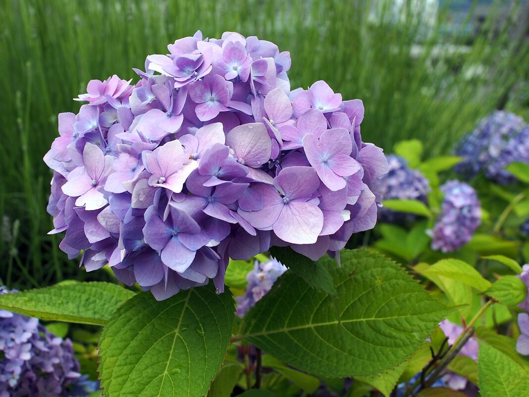 Цветет гортензия Hydrangea macrophylla Токио Япония - wea *