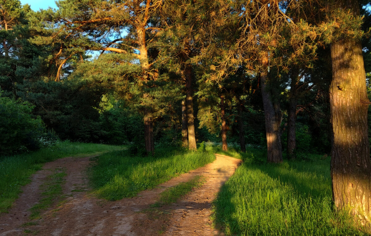 Сосны на закате. - Владимир Безбородов