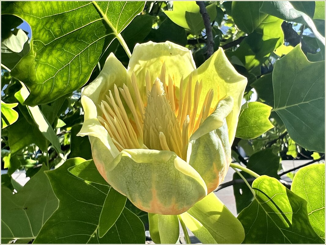 Цветок. - Валерия Комова Цветок. - Валерия Комова