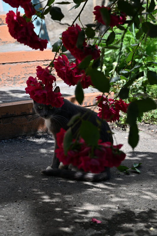 Мастер маскировки) - Referee (Дмитрий)