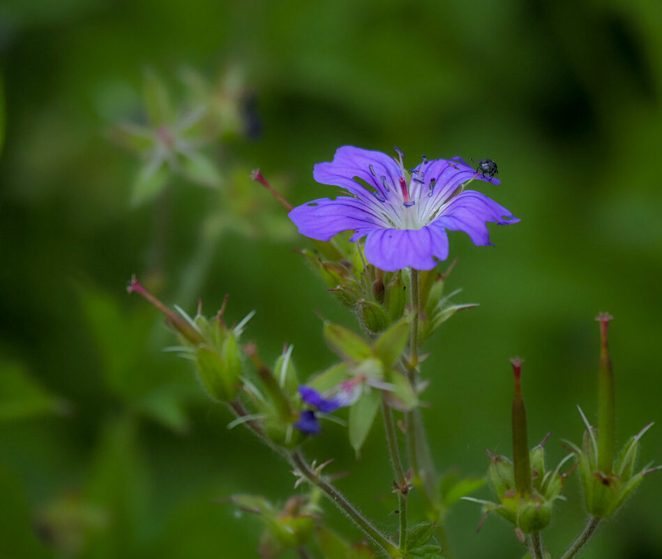 Из серии "Полевые цветы" - Магомед . Из серии "Полевые цветы" - Магомед .
