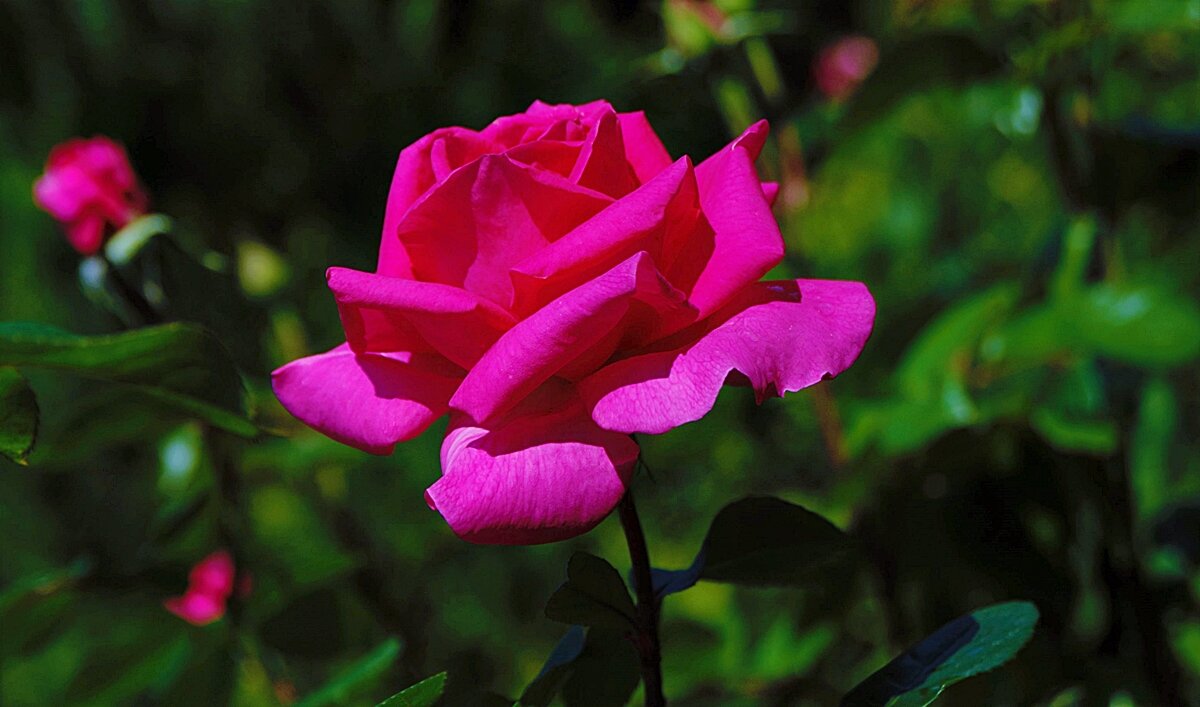 Розы - Валерий Перевозчиков Розы - Валерий Перевозчиков